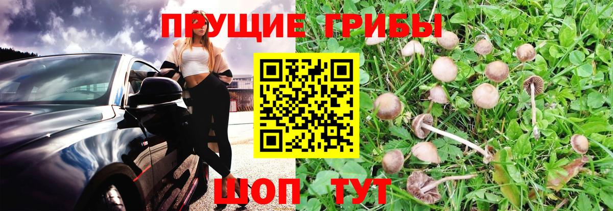 Галлюциногенные грибы Psilocybe  Вход с VPN  Холмск 
